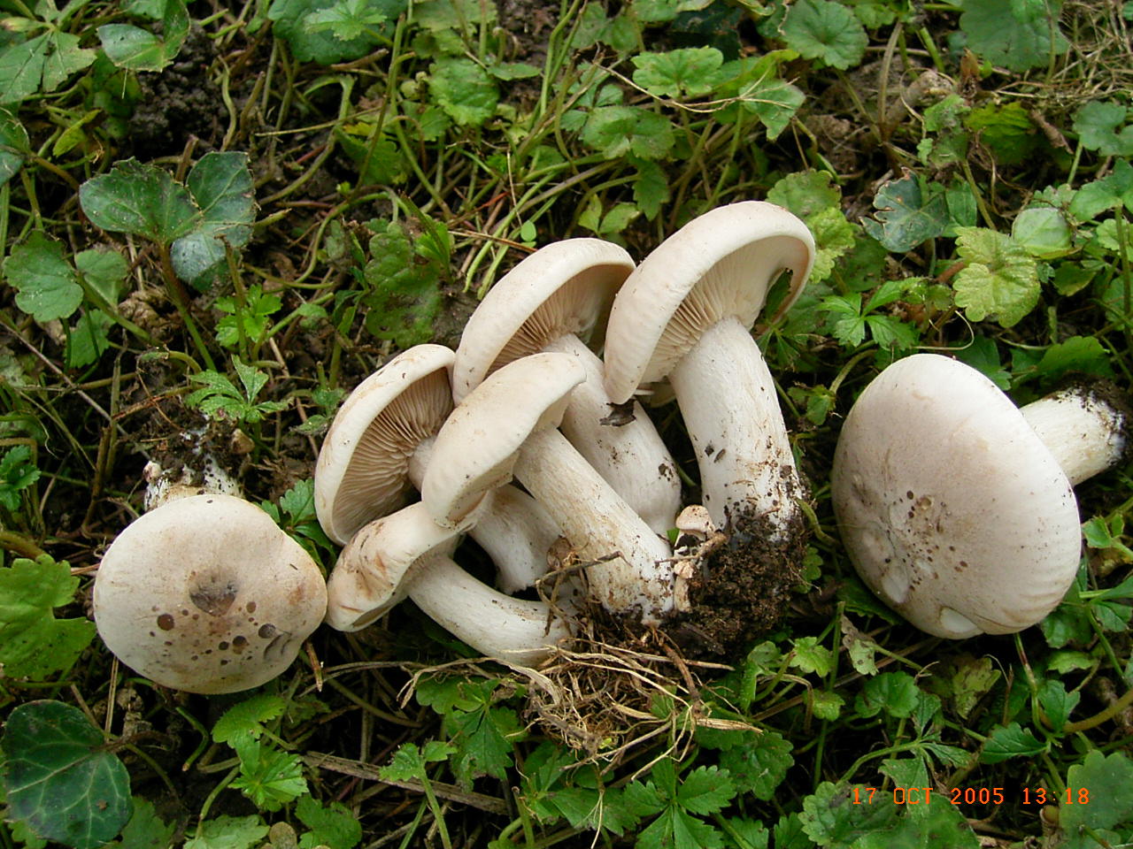 Altri funghi vicino al mio ufficio